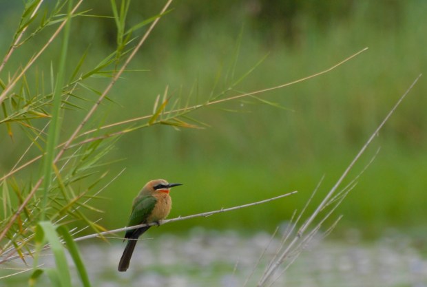Bee-eater 1