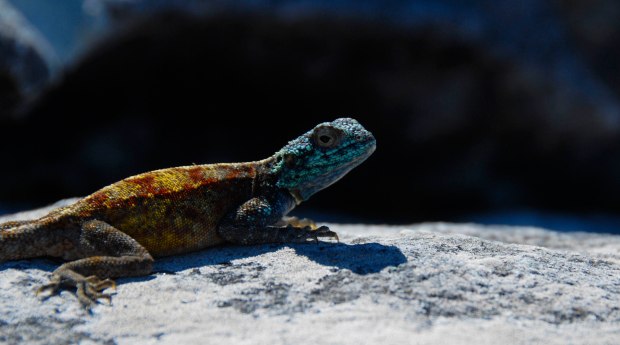 Table Mountain South Africa Dec 2014