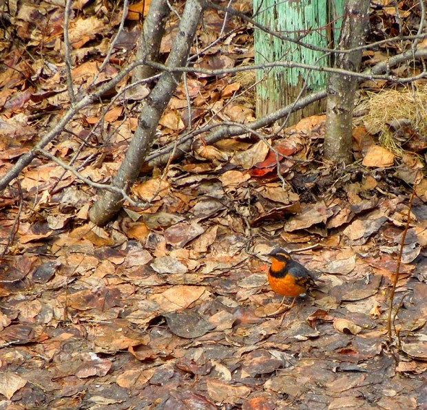 20130407_VARIED THRUSH_0020