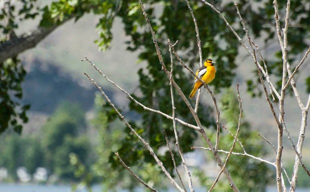 Bullocks Oriole