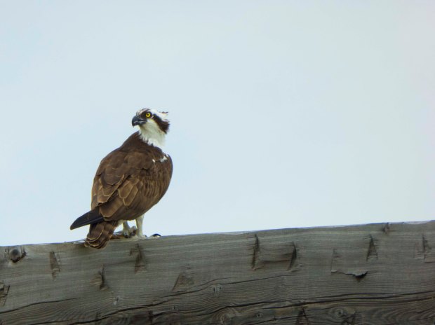 OSPREY